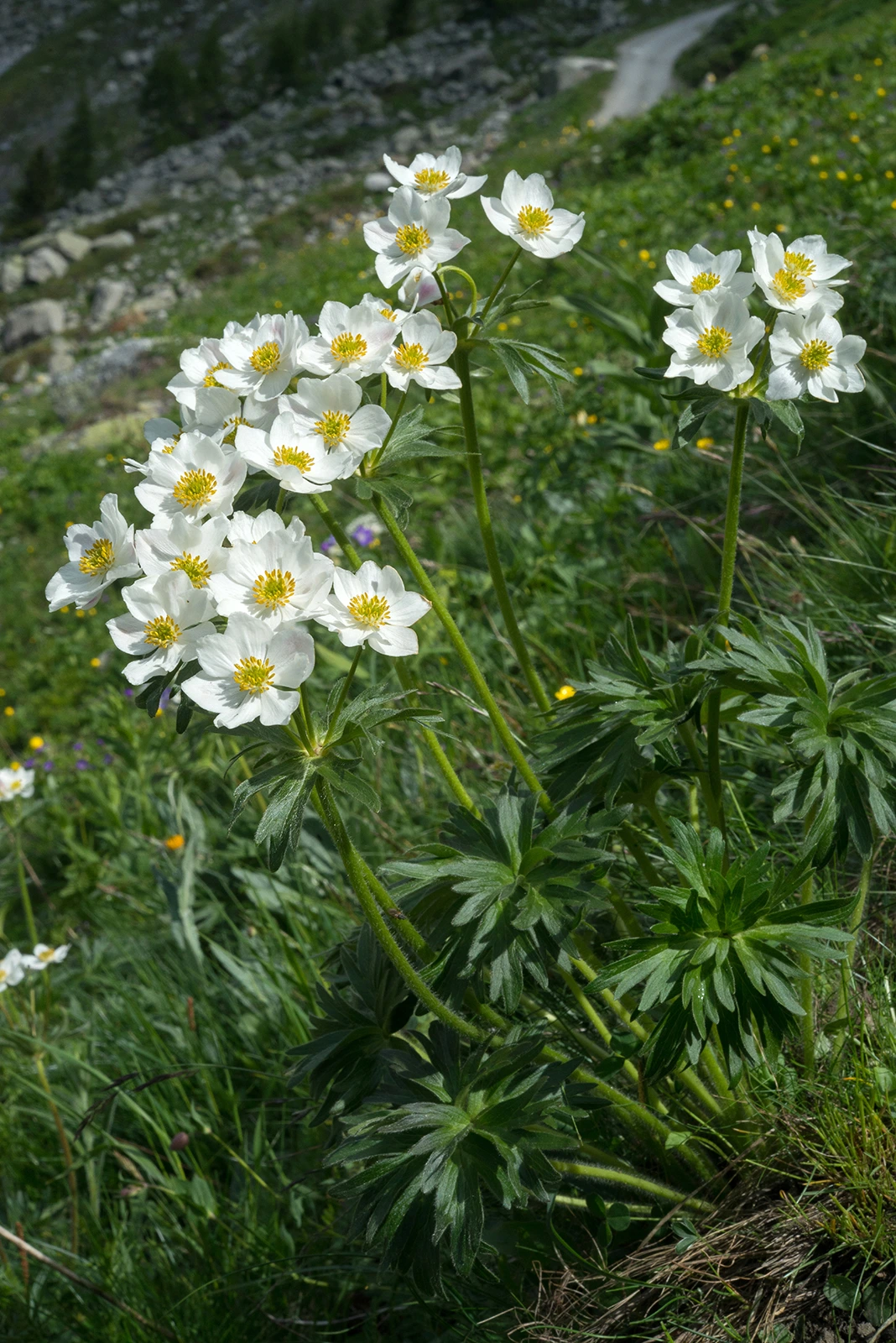 Photo Maurizio Broglio - Anemone narcissiflora